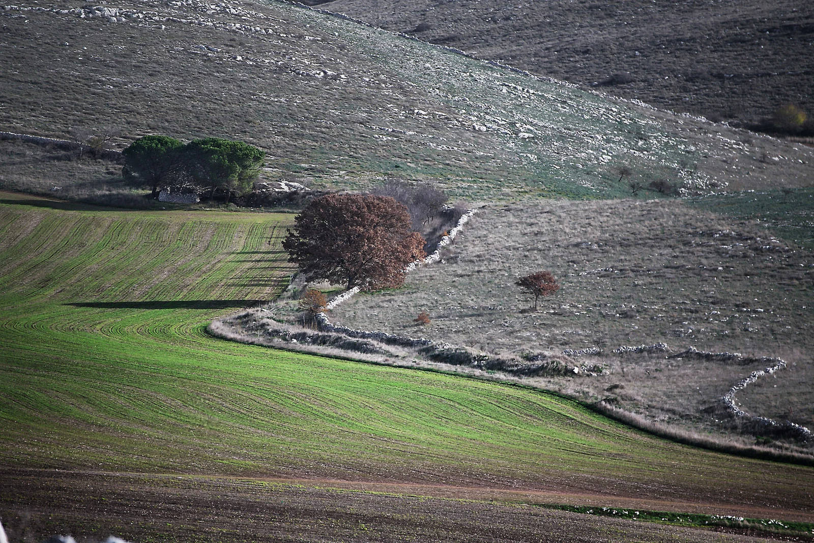 Dry-stone walls in Alta Murgia