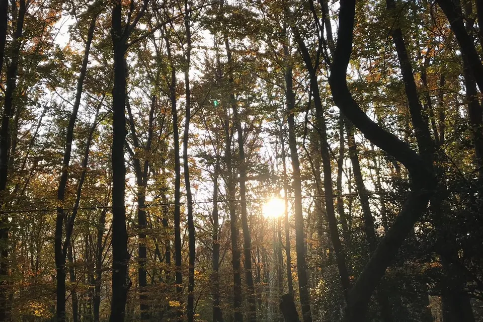View of Foresta Umbra