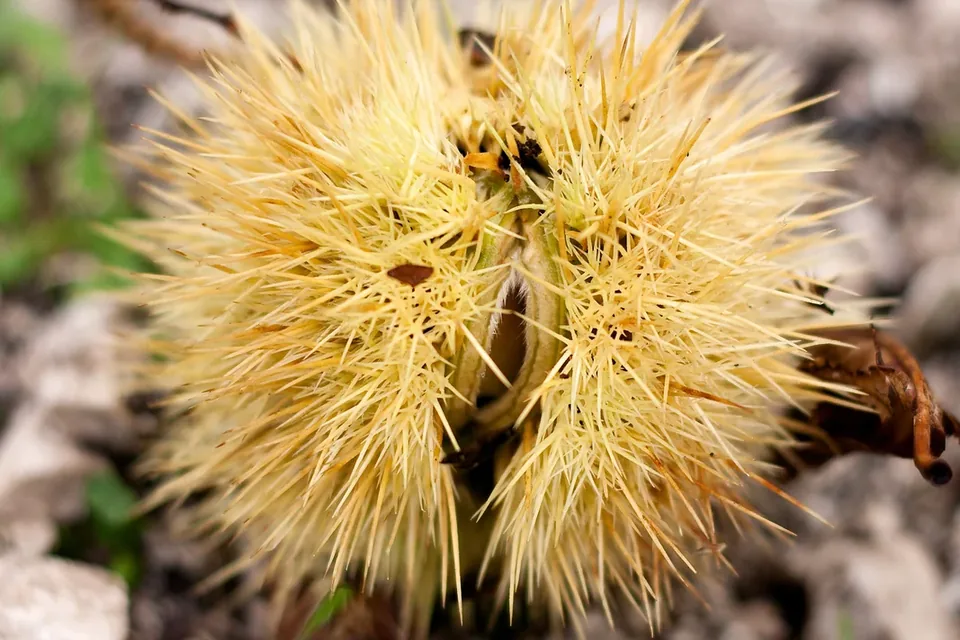 Chestnut burr at Montella, illustrative photograph