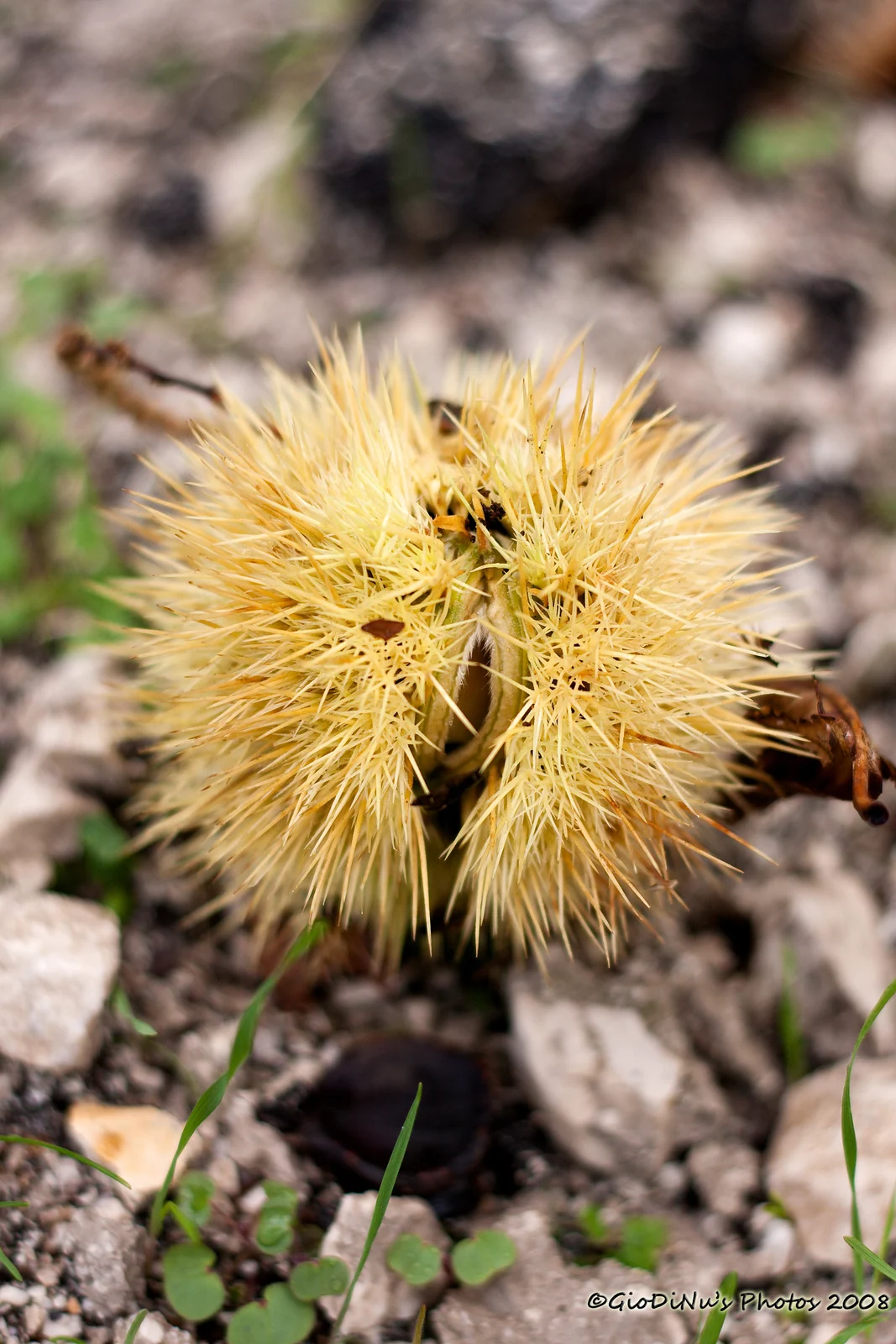 Chestnut burr at Montella, illustrative photograph