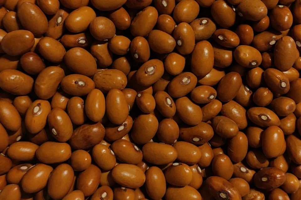 Tabacchino bean of Sarconi PGI, illustrative photograph