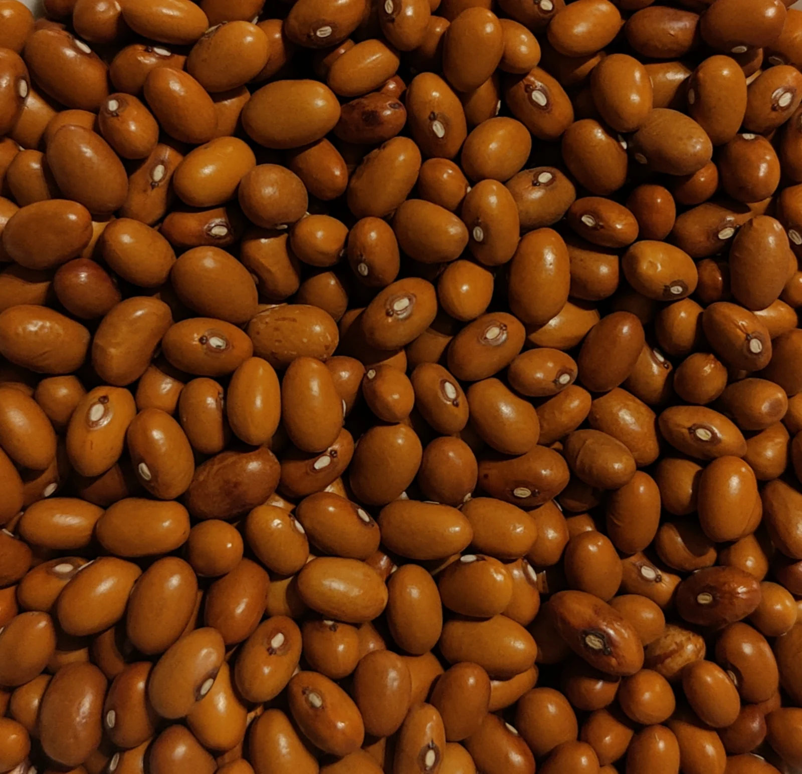 Tabacchino bean of Sarconi PGI, illustrative photograph
