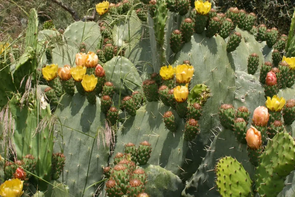 Prickly pear near Rignano Garganico