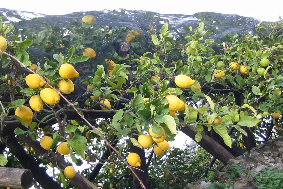 Lemons on a netted pergola on the Amalfi Coast
