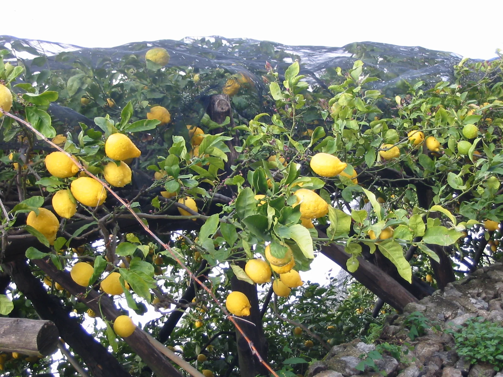 Lemons on a netted pergola on the Amalfi Coast