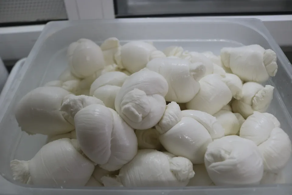 Fior di latte mozzarella