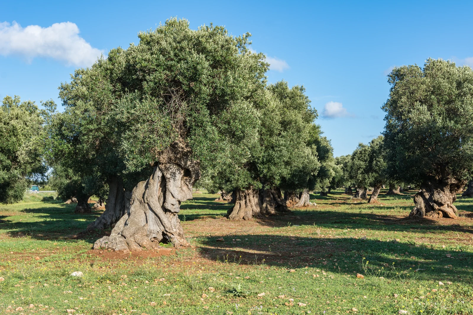 Centuries-old olive trees near Ostuni