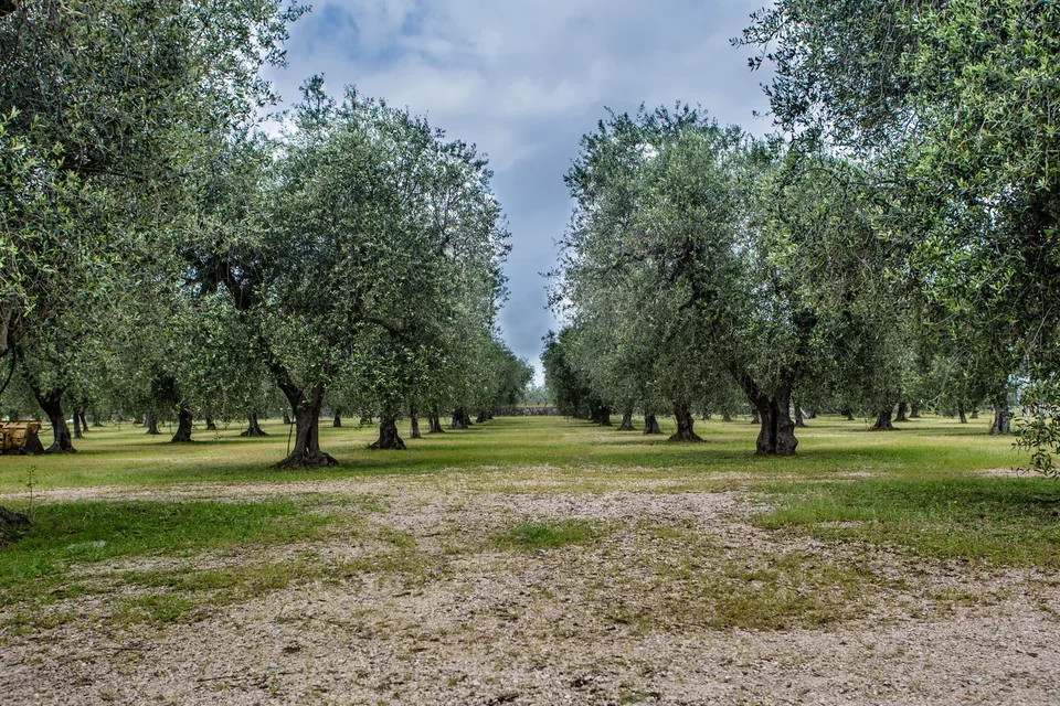 Olive grove in the province of Foggia, Apulia