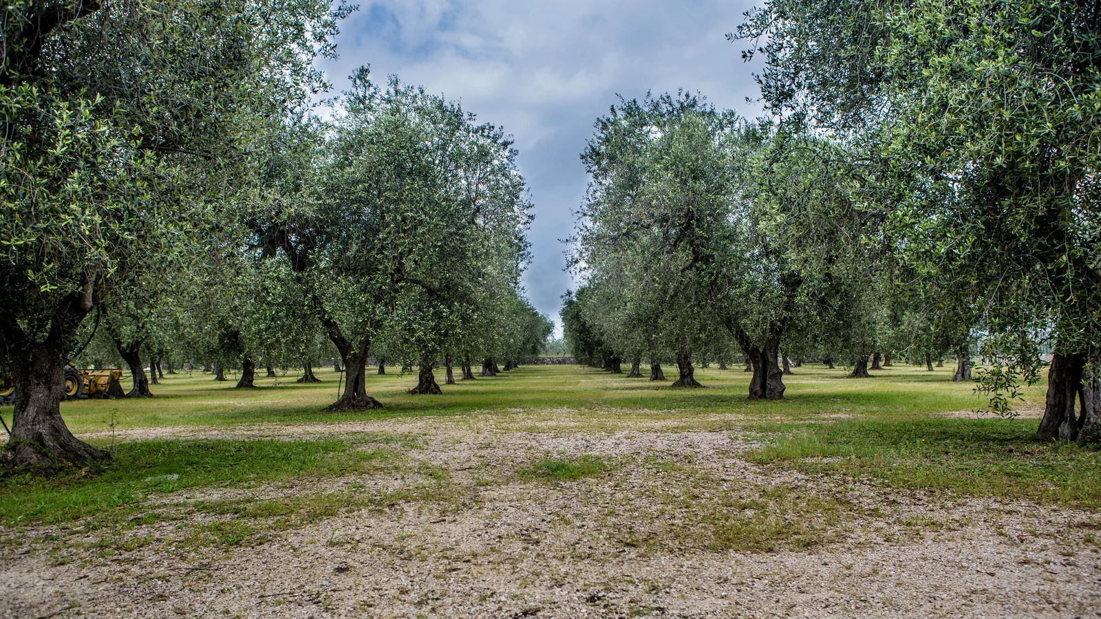 Olive grove in the province of Foggia, Apulia