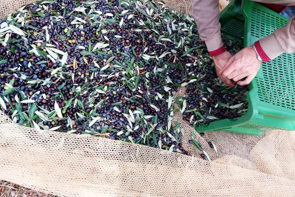 Freshly picked olives on the net