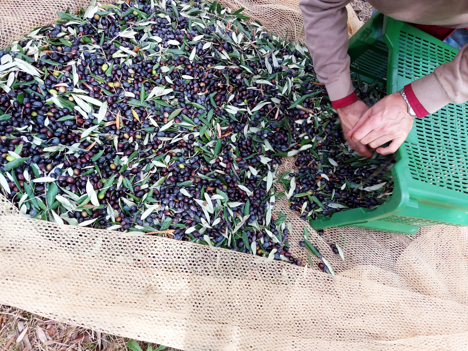 Freshly picked olives on the net