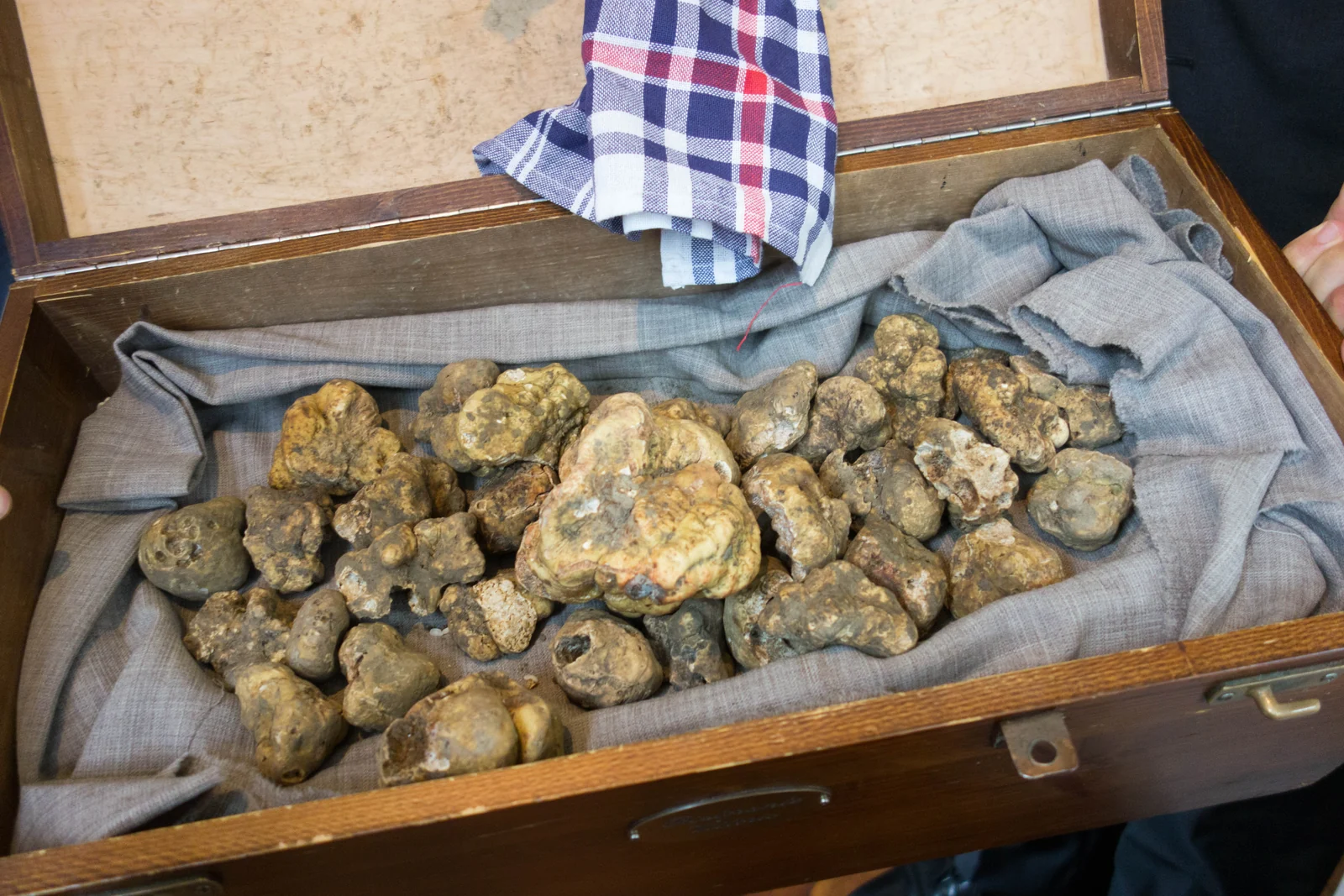 White truffles, illustrative photograph