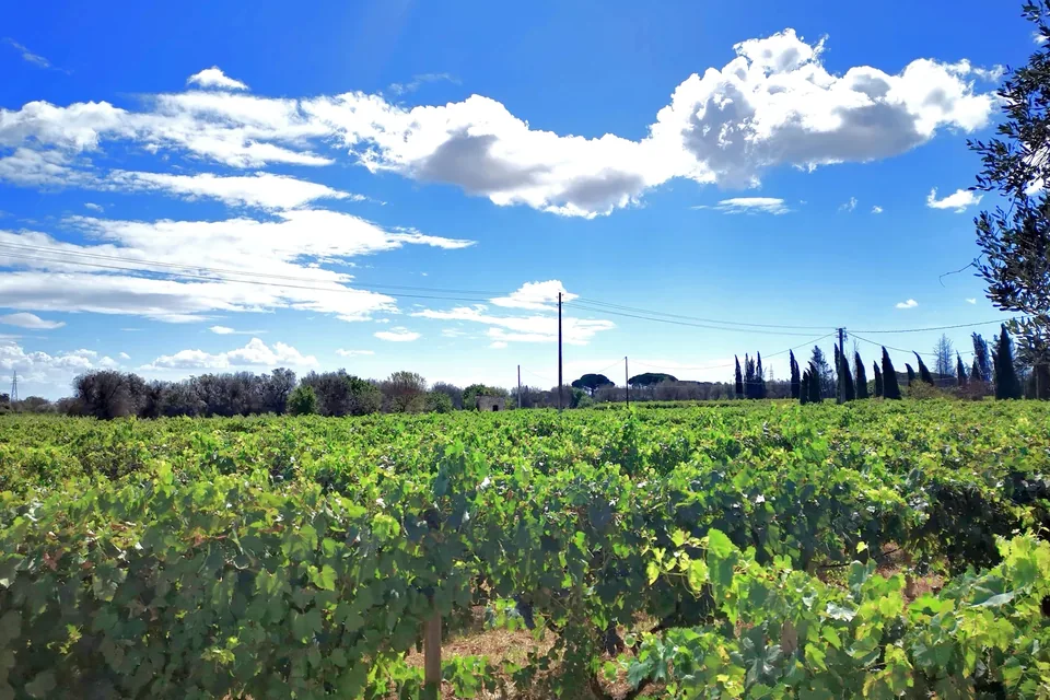 Vineyard at Francavilla Fontana
