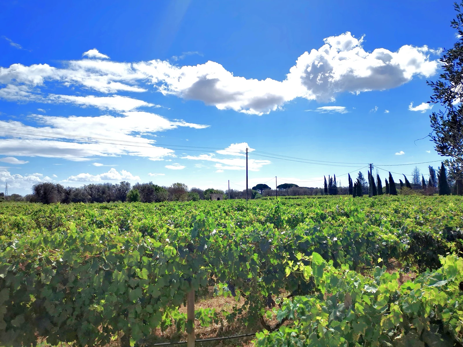 Vineyard at Francavilla Fontana