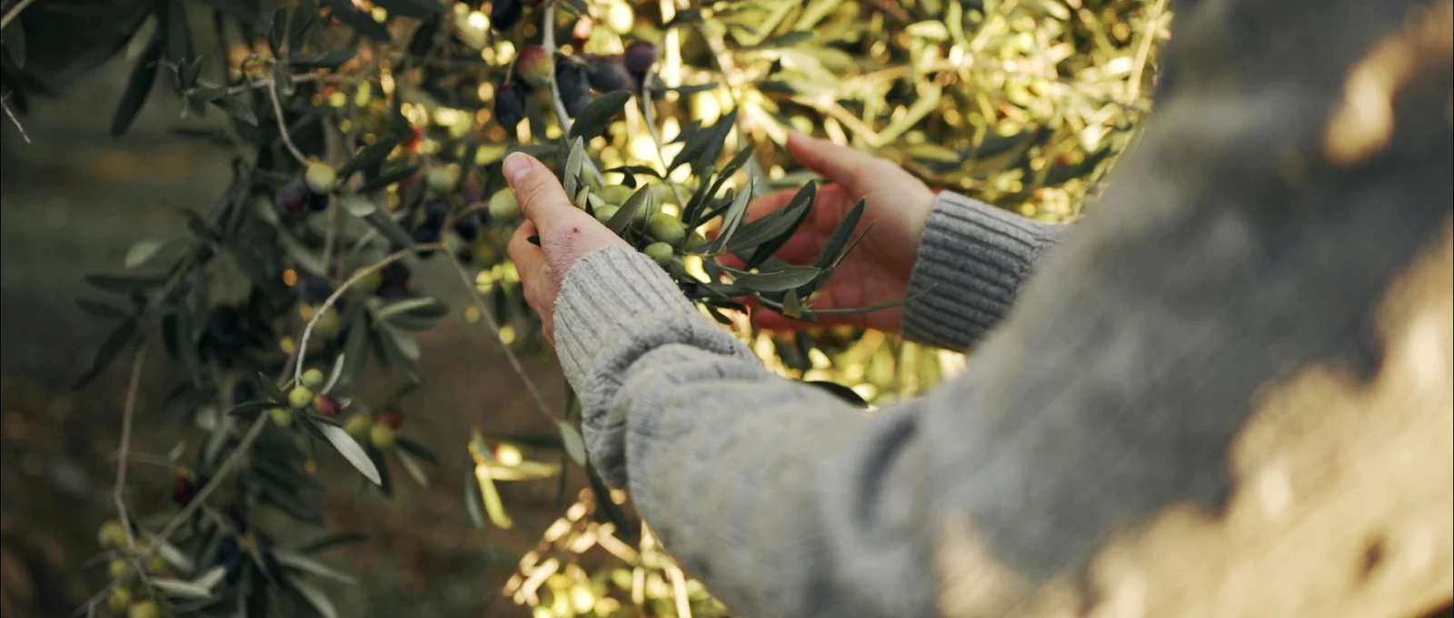 Hands among the branches of an olive tree laden with olives
