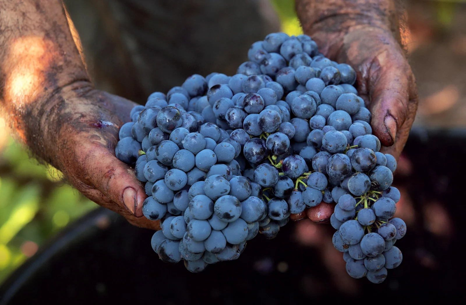 Dark grape bunches held in hands