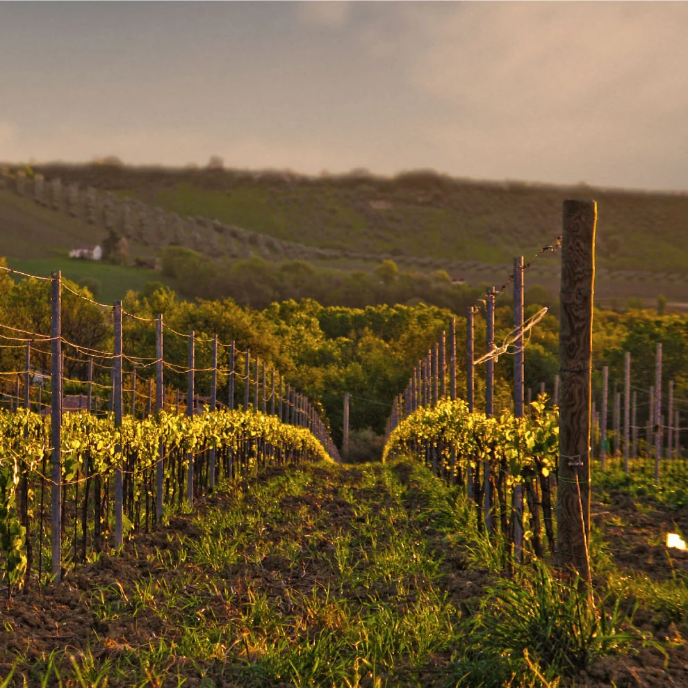 Rows of vines at Torre dei Beati in low sunlight