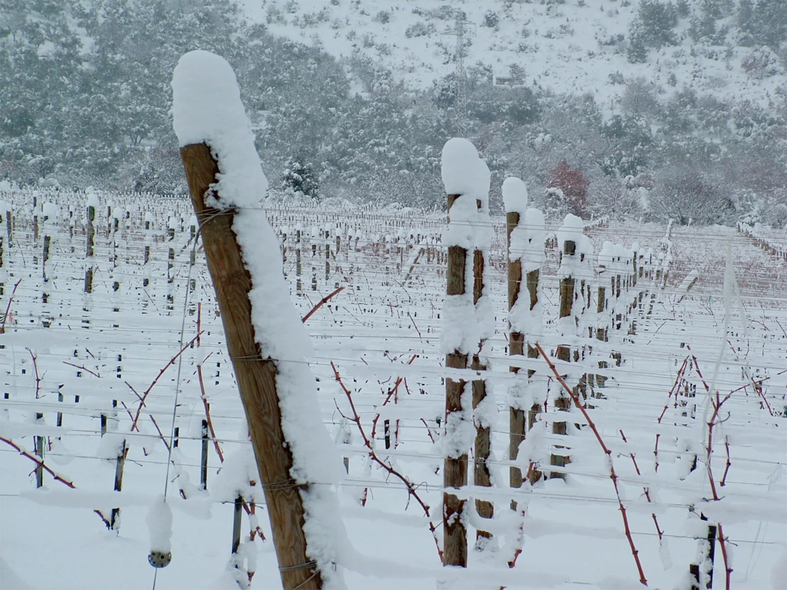 Snow-covered vine rows in the Valle Reale vineyard